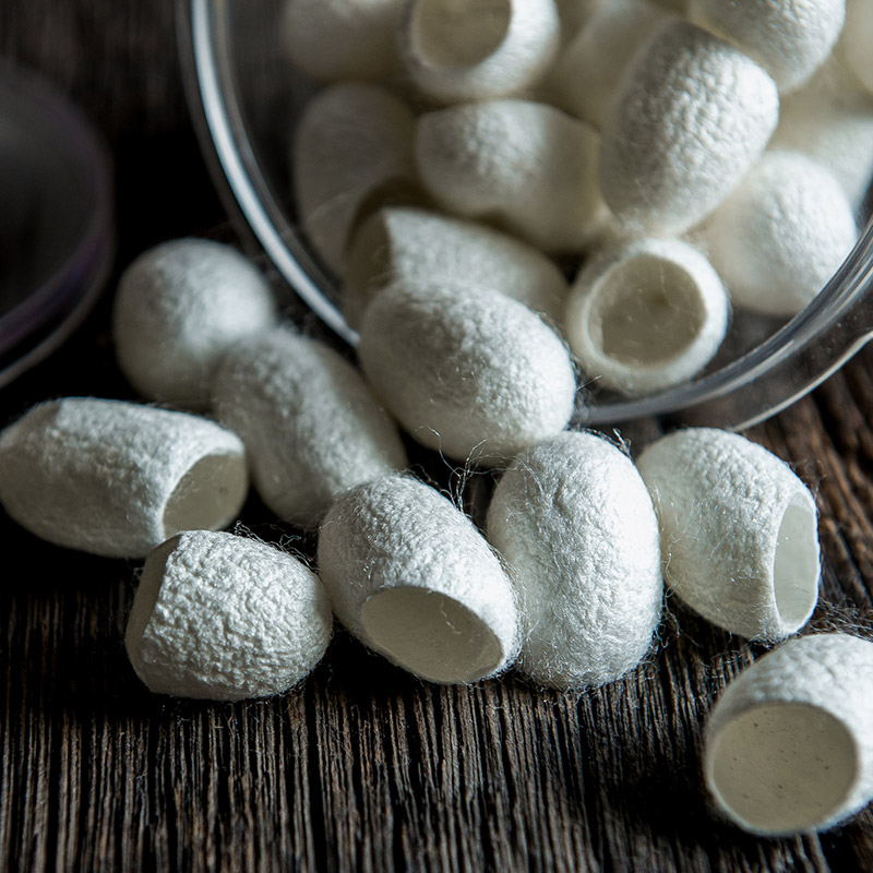 カイコまゆのイメージ