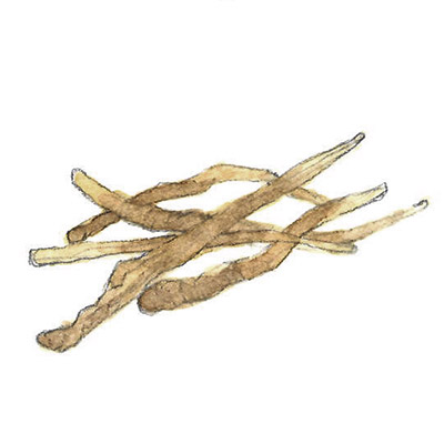 オウゴン根 イメージ図