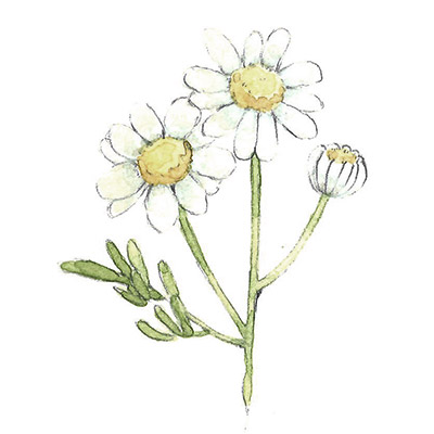 カミツレ花 イメージ図