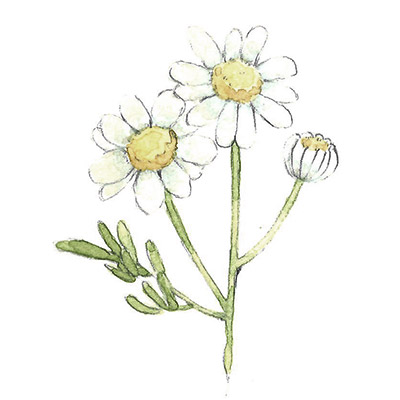 カミツレ花 イメージ図