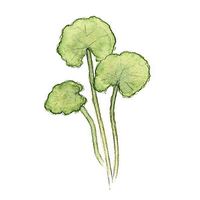 ツボクサ イメージ図